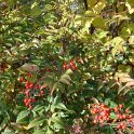 Nandina domestica P3 P14